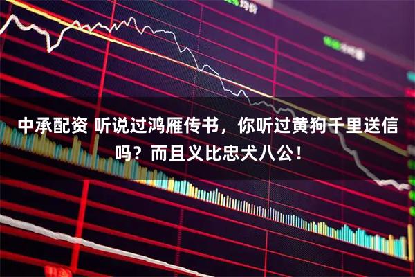 中承配资 听说过鸿雁传书，你听过黄狗千里送信吗？而且义比忠犬八公！